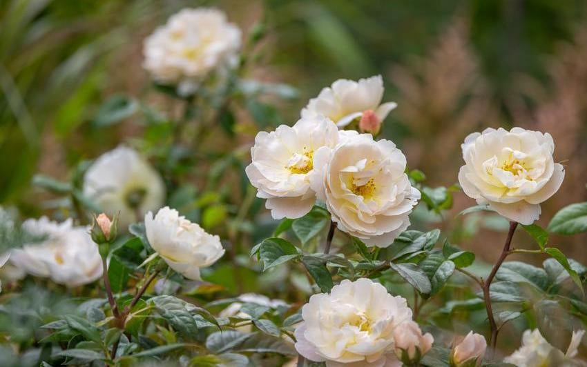 Sir David Beckham white rose bred by David Austin
