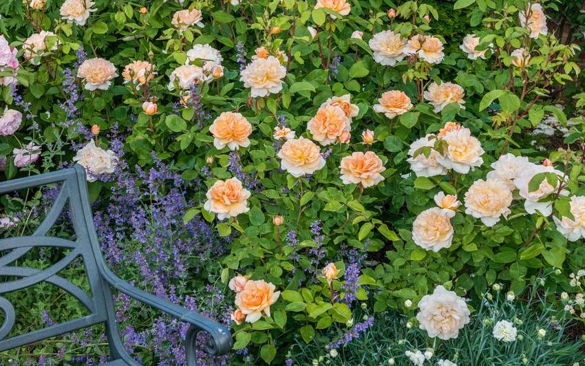 The Lady Gardener apricot shrub rose bred by David Austin