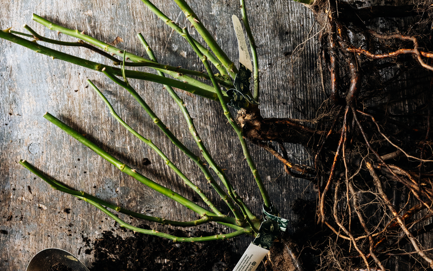 What Is a Bare Root Rose? A Beginner's Guide to Every Part