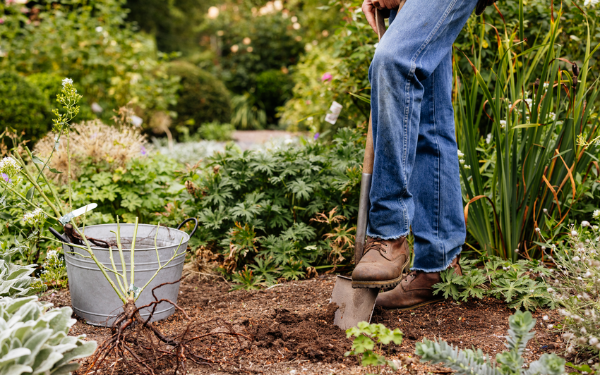 Get Your Garden Ready for Bare Root Rose Season