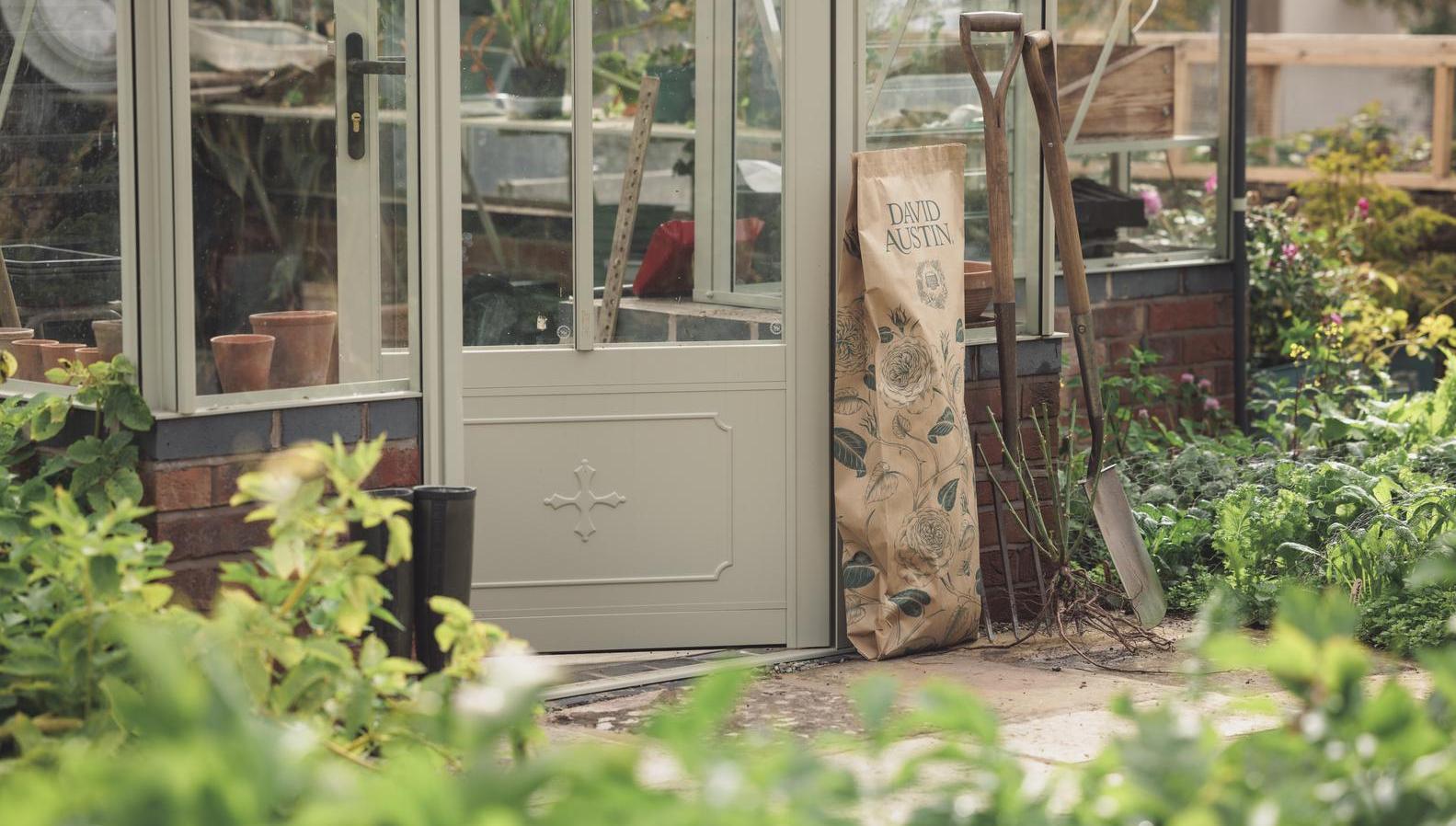 David Austin packaging shot outside beside a green house with a bare root rose