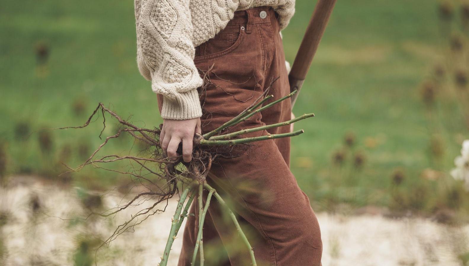 Woman holding a bare root rose bred by David Austin