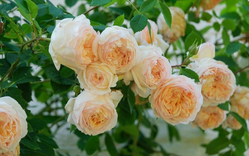 Bathsheba orange climbing rose bred by David Austin
