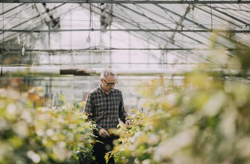 Carl, rose breeder at David Austin in a greenhouse