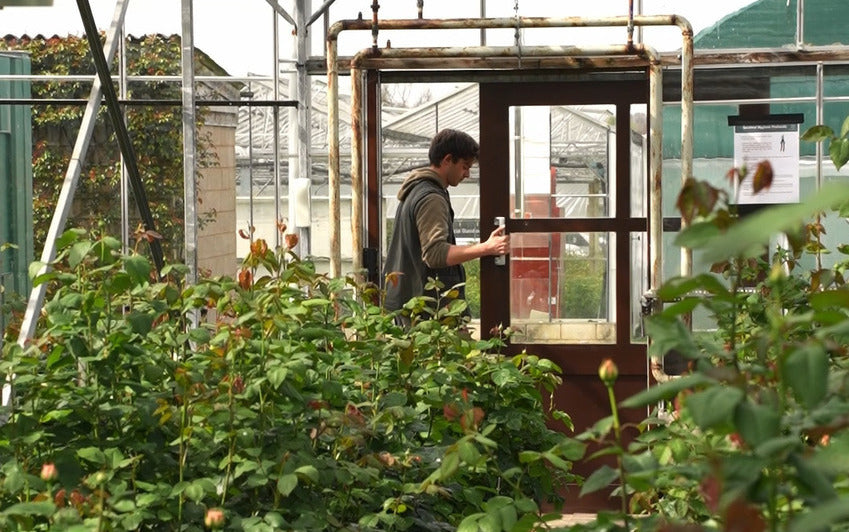 Preparing for Chelsea: The Journey to Full Bloom