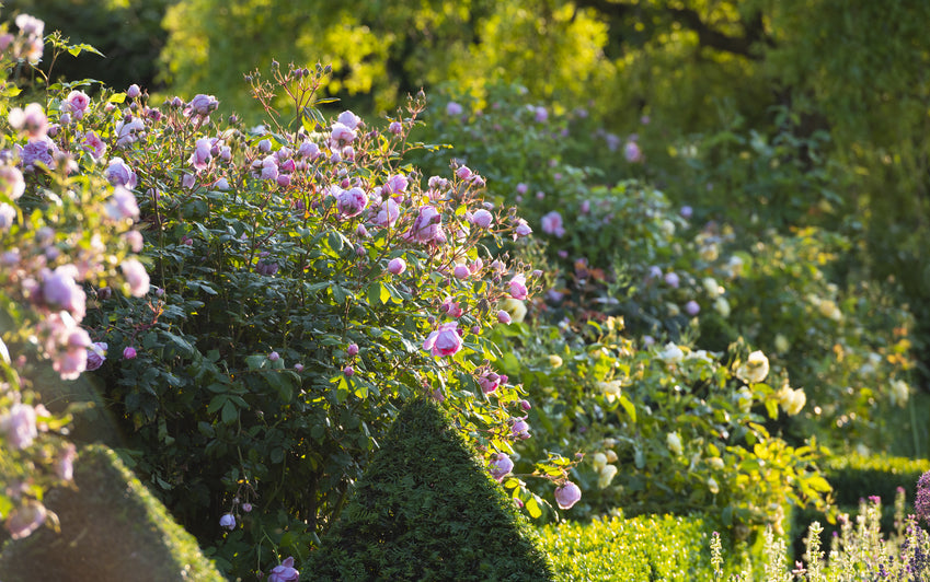 Constance Spry pink climbing rose bred by David Austin in a garden setting