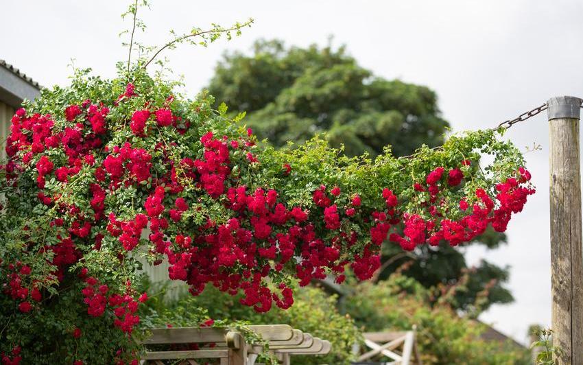 Using Red Roses to Bring Richness and Depth to the Garden