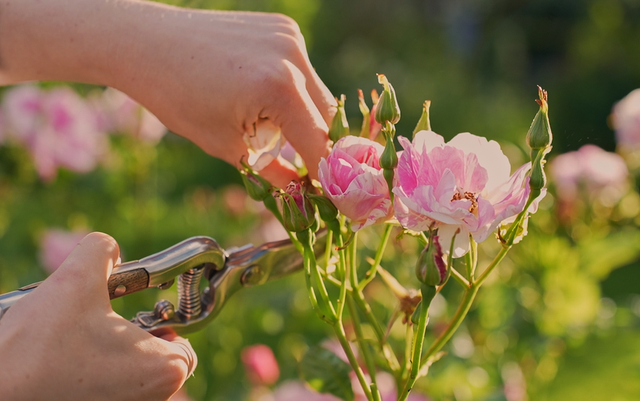 Rose Care