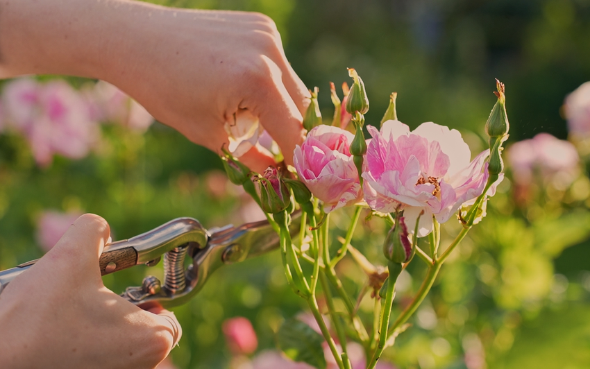 A Masterclass in Deadheading Roses: How to Prolong the Perfect Bloom
