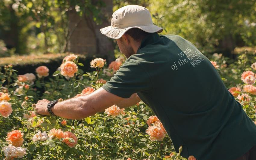 Summer Pruning Roses: What It Is and Why It Matters