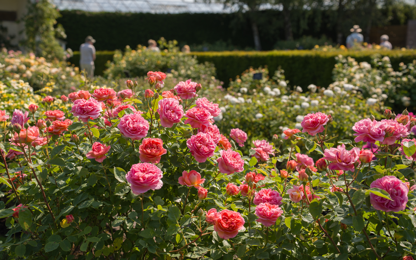 Bright pink English rose Princess Alexandra of Kent