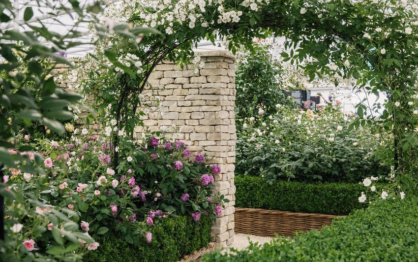 David Austin show stand at RHS Chelsea flower show