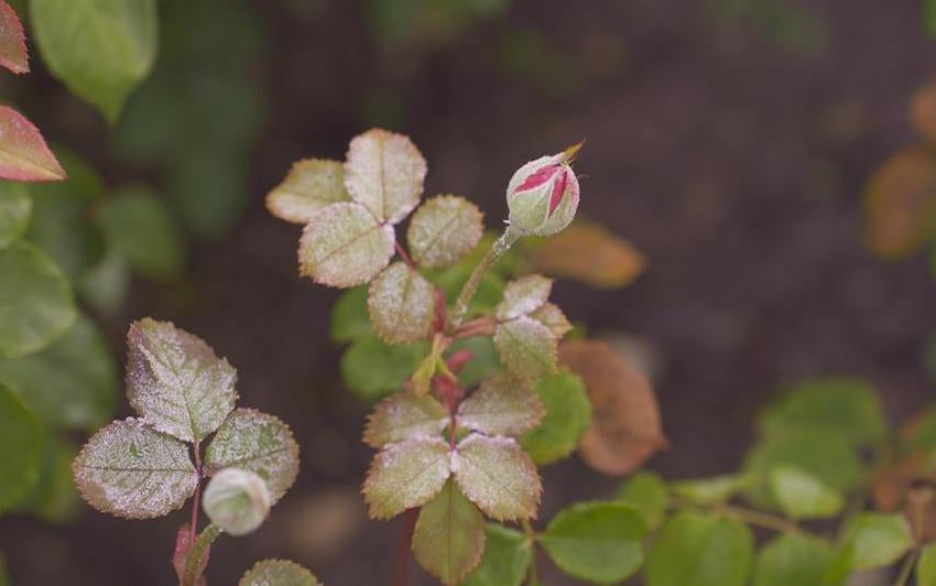 Frosty image of a rose bud