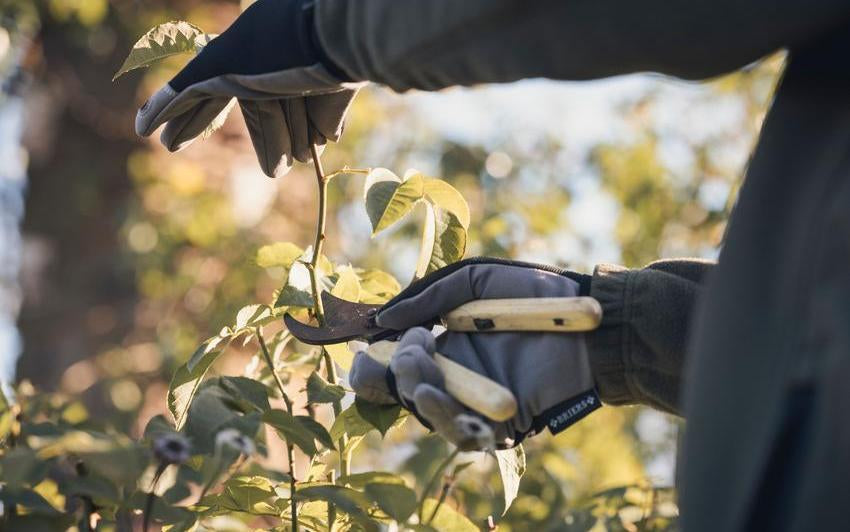 Person pruning a rose