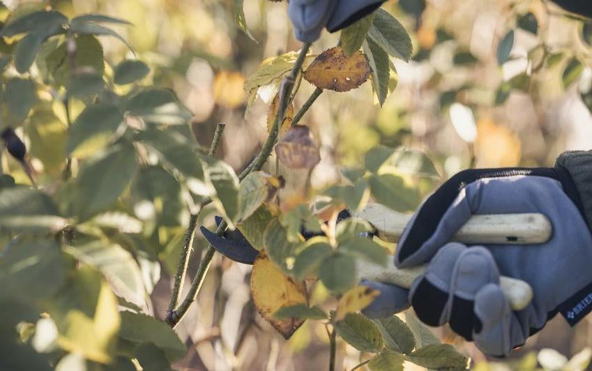 Why Are My Rose Leaves Turning Yellow? How to Decode and Fix Your Plant's Foliage