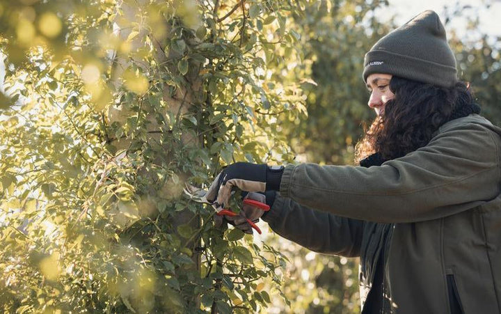 Caring for Roses Through Winter | David Austin