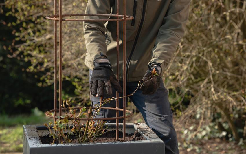 How to Plant a Potted Climbing Rose in a Pot: Step-by-Step
