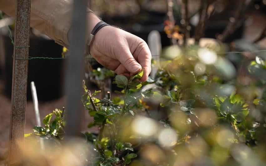 Man holding a seedling leaf