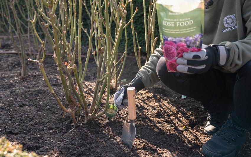 Person using David Austin rose food to feed roses