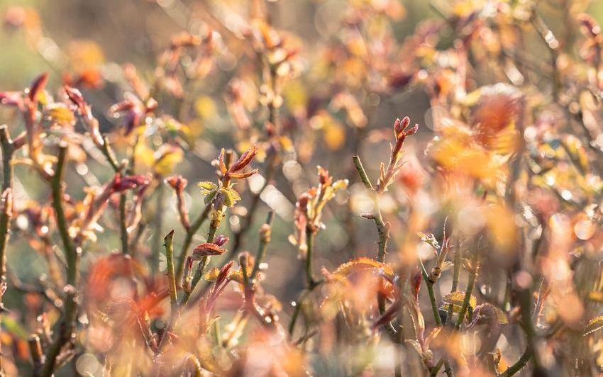 red Spring_Shoot_NewGrowth David Austin rose