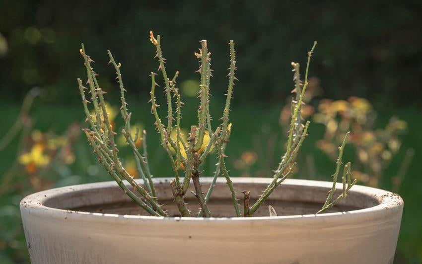 Planting Potted Shrub Roses in a Pot: Step-by-Step