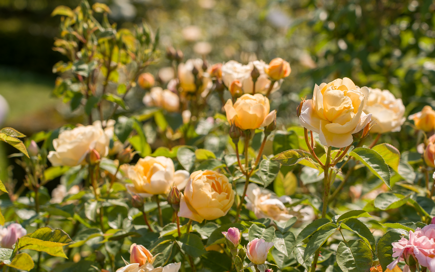 Dannahue, apricot and orange shurb rose, bathing in luminous light