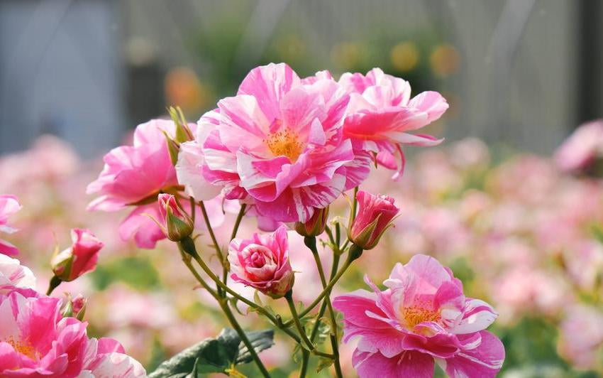 Introducing The King’s Rose™ (Ausa27a16): A New Chapter in the Garden
