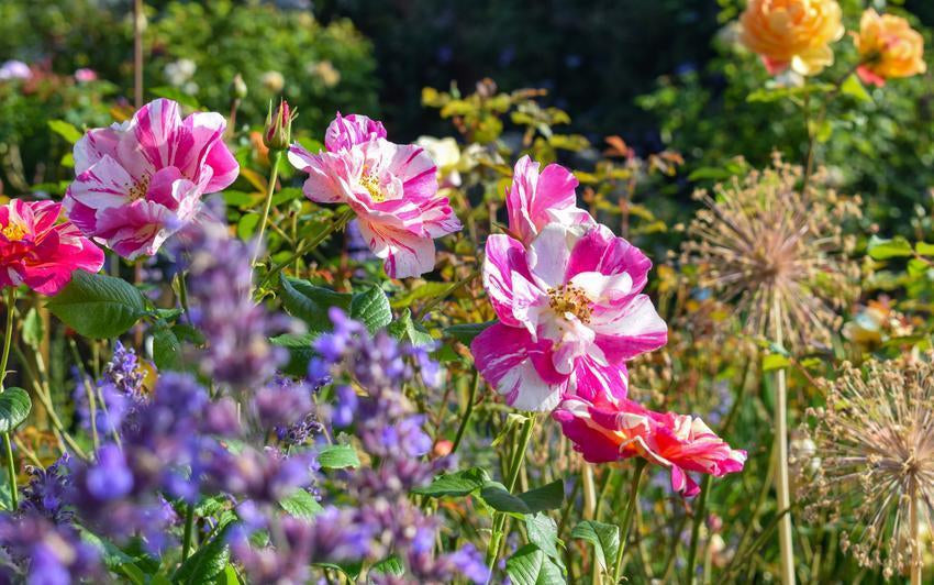 The King's Rose bred by David Austin
