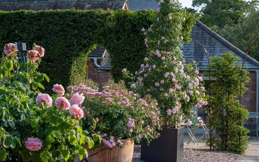 The Basics of Growing Roses