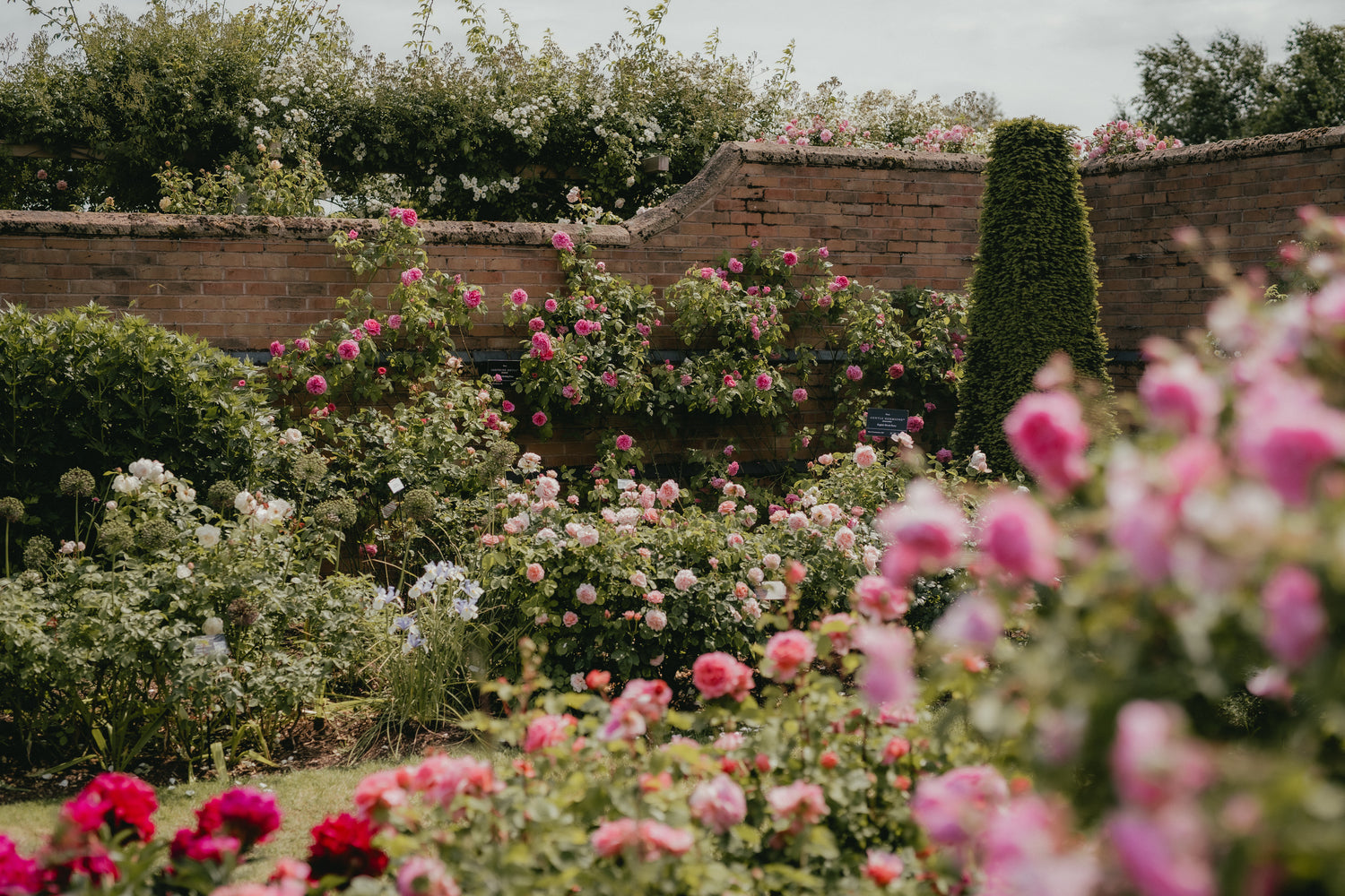 A Year in Bloom: Looking Back at 2025