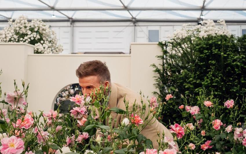 David Beckham smelling The King's Rose by David Austin Roses at RHS Chelsea Flower Show