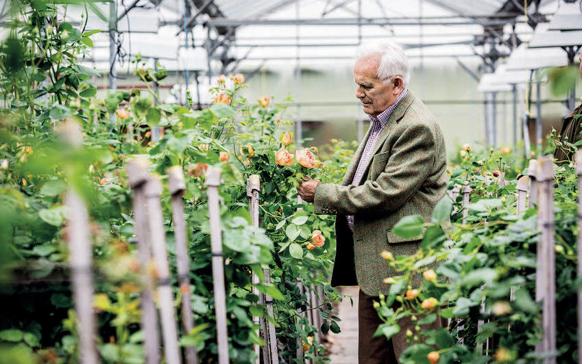 Rooted in Scotland: The rose that ignited David C.H. Austin’s dream