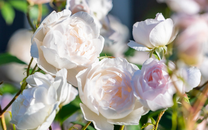 Desdemona white rose bred by David Austin