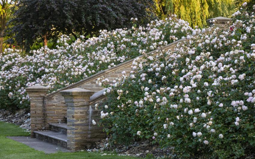 Desdemona white English rose bred by David Austin in a rose border next to stone stairs outdoors