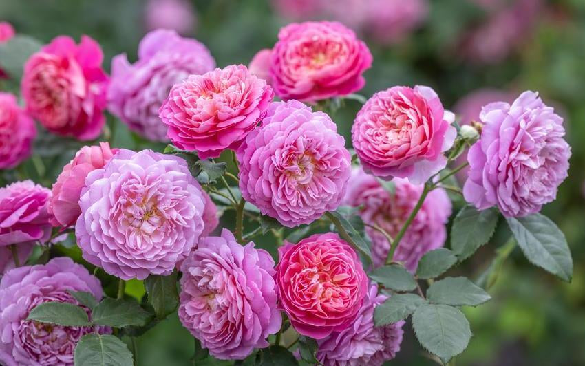 English Roses for Mother’s Day: Stories of connection that bloom acros