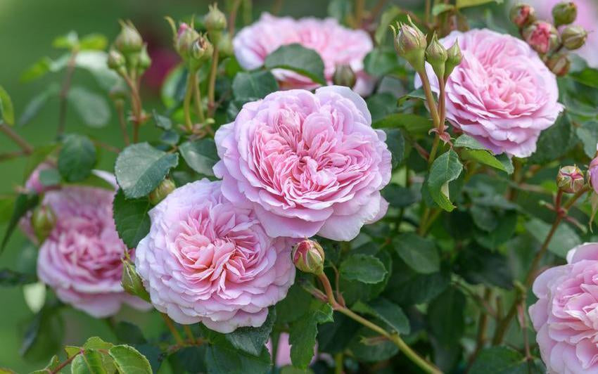 Eustacia Vye pink rose bred by David Austin