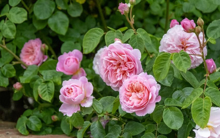 Roses with Large Blooms: Varieties for Garden Impact