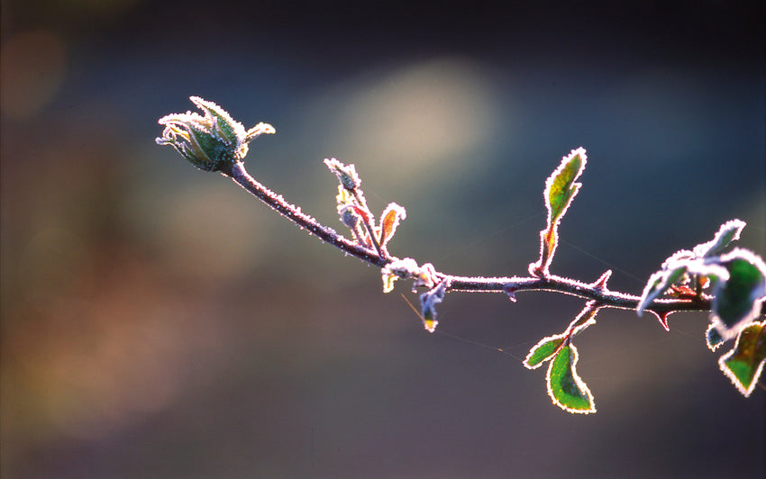 Winter Rose Care: essential tips for roses