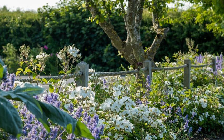 Kew_Gardens white rose bred by David Austin