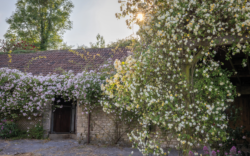 Malvern Hills and Paul's Himalayan Musk rambling roses