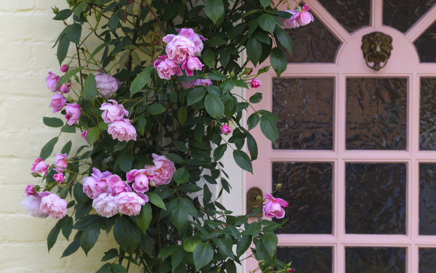 Climbing and Rambling Roses for Doorways and the Front of Your House
