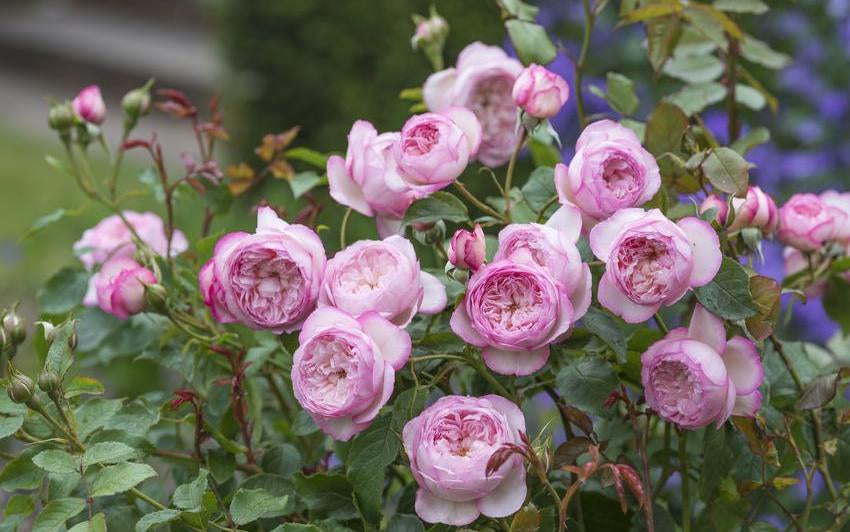 Mill on the floss a pink shrub rose bred by David Austin
