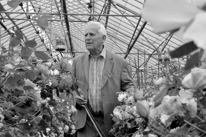 David C.H. Austin’s love of Scottish roses and the rose that sparked his vision