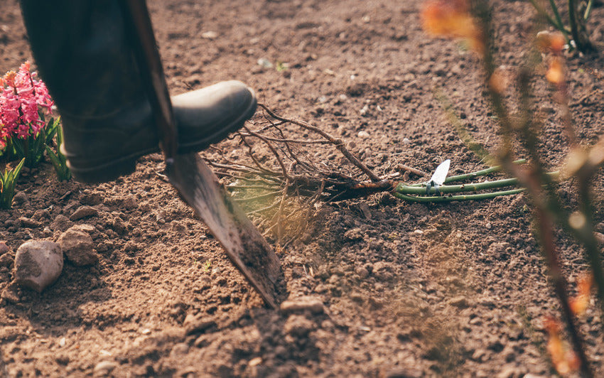 Person's boot on top of a gardening spade in the ground with a bare root rose bred by David Austin on the ground