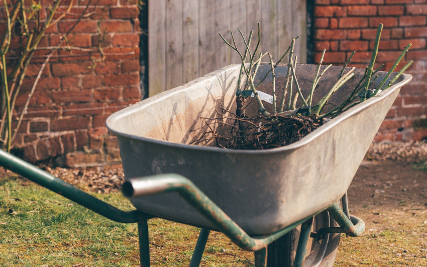 How To Care For Your Rose Until You're Ready To Plant