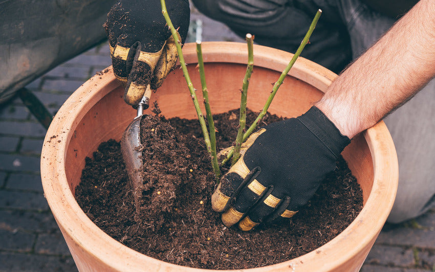 How To Plant A Bare Root Shrub Rose In A Pot