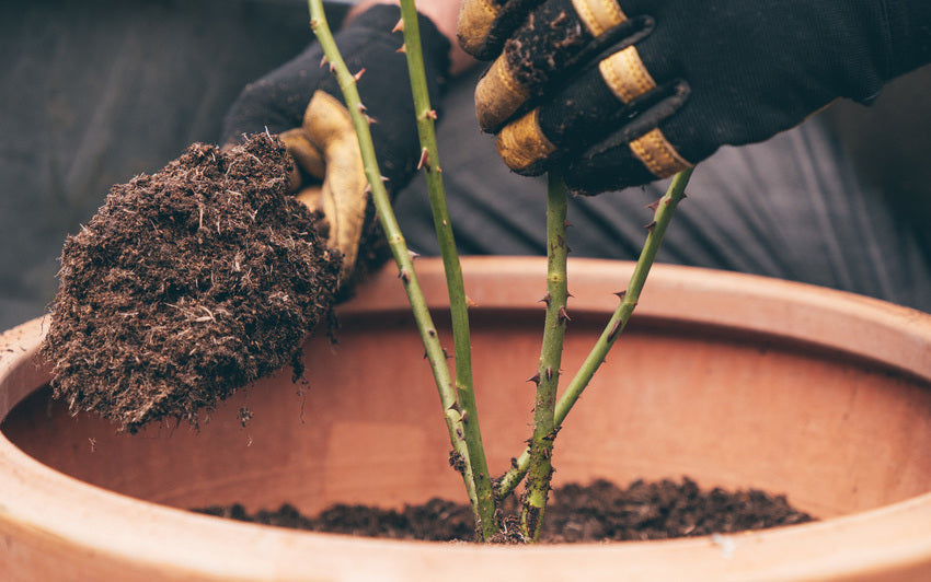 Bare root rose planted in a pot