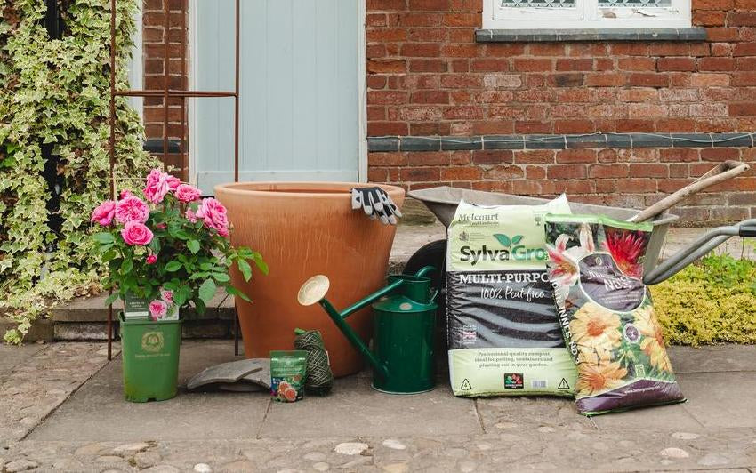 Planting a potted climbin rose in a pot