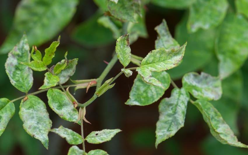 Powdery mildew on a rose leaf