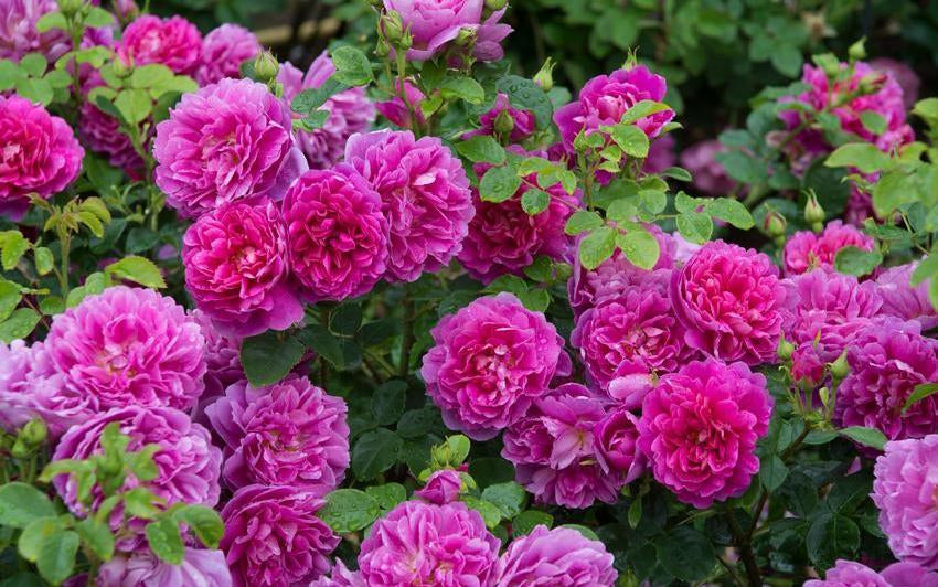 Finding the Right Rose: Choosing the Bloom Shape | David Austin